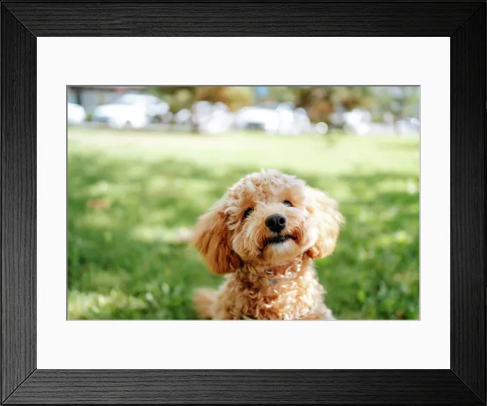 Framed Print : Brown poodle dog in park on sunny day Framed Print : Brown poodle dog in park on sunny day