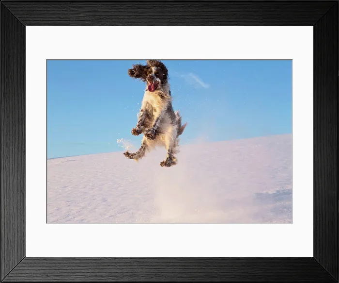 Framed Print : Germany, Bavaria, English Springer Spaniel playing in snow Framed Print : Germany, Bavaria, English Springer Spaniel playing in snow