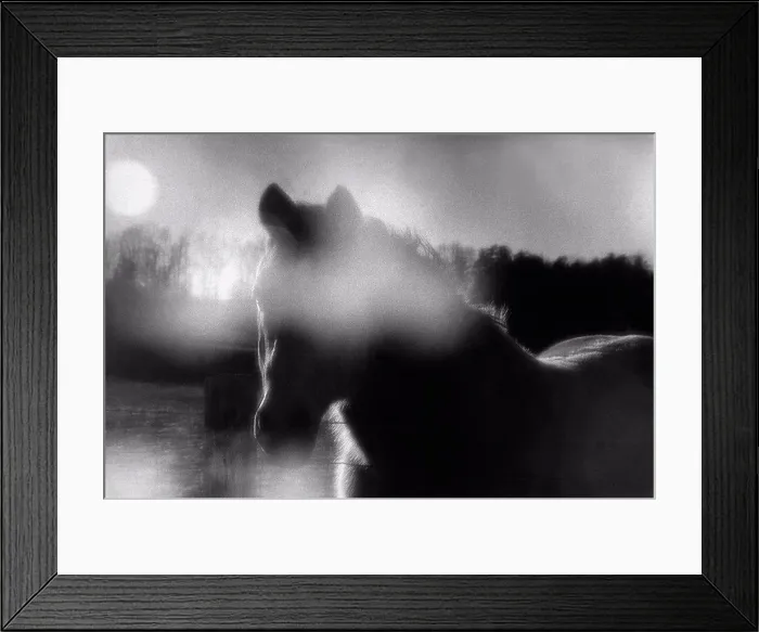 Framed Print : Horse Portrait