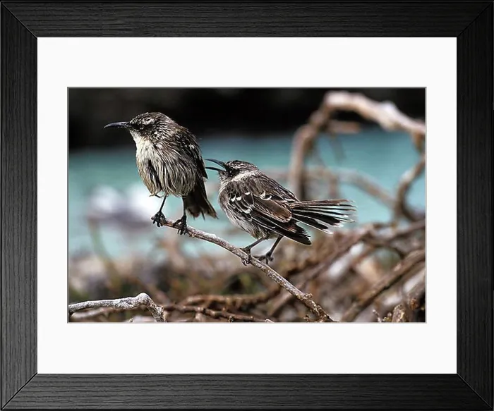 Framed Print : Galapagos Mockingbird (nesomimus parvulus), Galapagos islands Framed Print : Galapagos Mockingbird (nesomimus parvulus), Galapagos islands