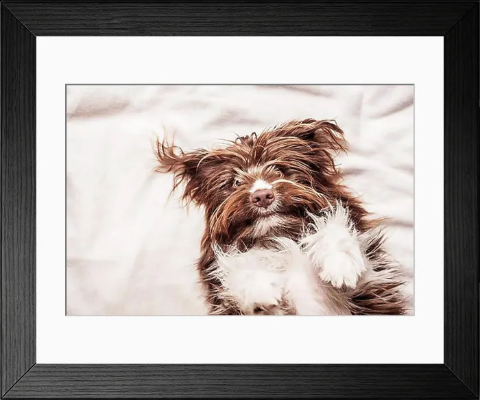 Framed Print : Portrait of a lying brown mixed-breed dog Framed Print : Portrait of a lying brown mixed-breed dog