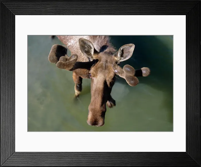 Framed Print : Overlooking View Of Bull Moose In Velvet In Pond Sc Summer Alaska Wildlife Conservation Center Captive Framed Print : Overlooking View Of Bull Moose In Velvet In Pond Sc Summer Alaska Wildlife Conservation Center Captive