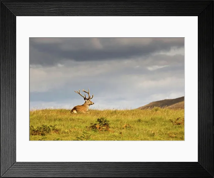 Framed Print : Island of Islay, Scotland; Wild animal resting on a hill Framed Print : Island of Islay, Scotland; Wild animal resting on a hill