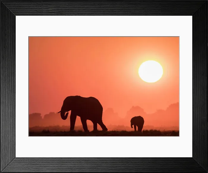 Framed Print : African elephants (Loxodonta africana) at sunset, Chobe National Park, Botswana, Africa Framed Print : African elephants (Loxodonta africana) at sunset, Chobe National Park, Botswana, Africa