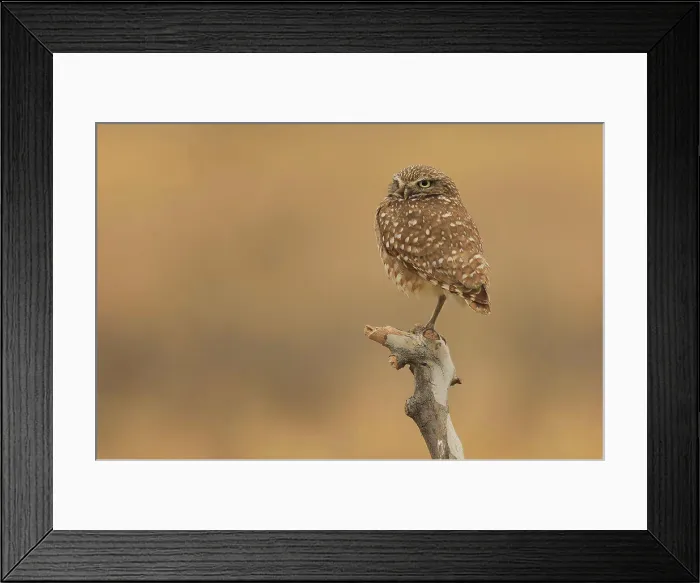 Framed Print : Juvenile Burrowing Owls in Southern California in Their Wild Habitat Framed Print : Juvenile Burrowing Owls in Southern California in Their Wild Habitat