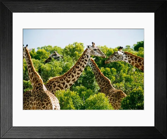 Framed Print : Group of giraffes in a forest, Kenya Framed Print : Group of giraffes in a forest, Kenya