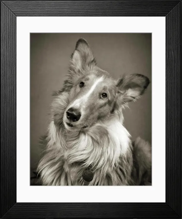 Framed Print : 1950s PORTRAIT ROUGH COAT COLLIE DOG LOOKING AT CAMERA WITH TILTED HEAD Framed Print : 1950s PORTRAIT ROUGH COAT COLLIE DOG LOOKING AT CAMERA WITH TILTED HEAD