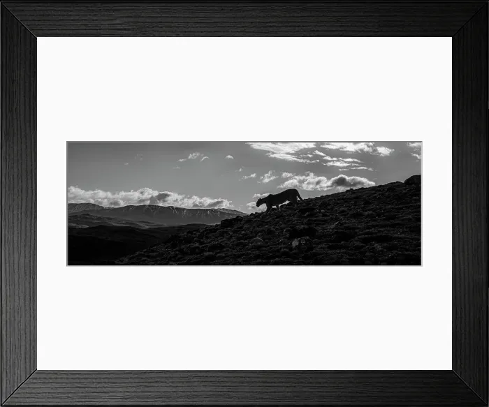 Framed Print : On the prowl, Puma (Puma concolor), Torres del Paine National Park, Patagonia, Chile Framed Print : On the prowl, Puma (Puma concolor), Torres del Paine National Park, Patagonia, Chile