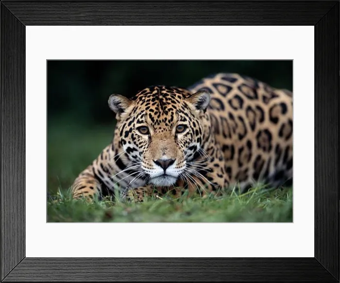 Framed Print : Jaguar