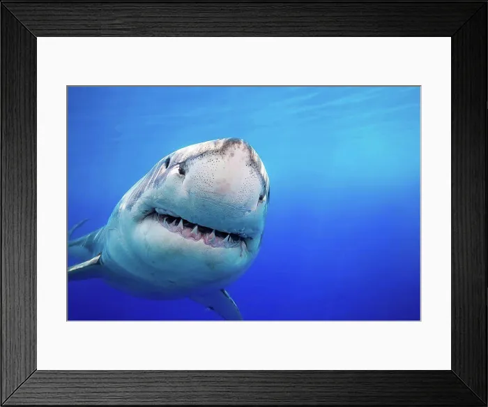 Framed Print : Great White Shark (Carcharodon carcharias) was photographed off Guadalupe Island; Mexico Framed Print : Great White Shark (Carcharodon carcharias) was photographed off Guadalupe Island; Mexico