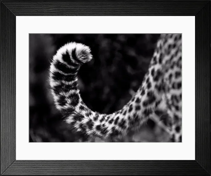 Framed Print : A leopard's tail, Panthera pardus, curled up, dark rosettes on fur, in black and white Framed Print : A leopard's tail, Panthera pardus, curled up, dark rosettes on fur, in black and white