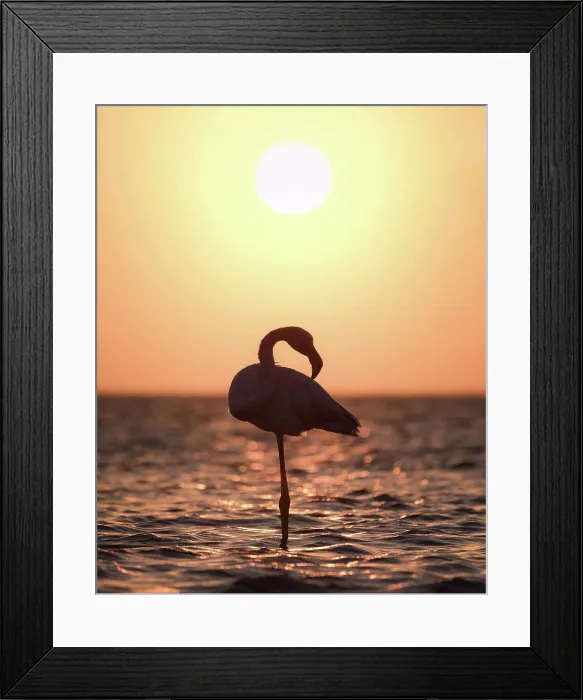 Framed Print : Silhouette of a flamingo in a lake in Africa Framed Print : Silhouette of a flamingo in a lake in Africa