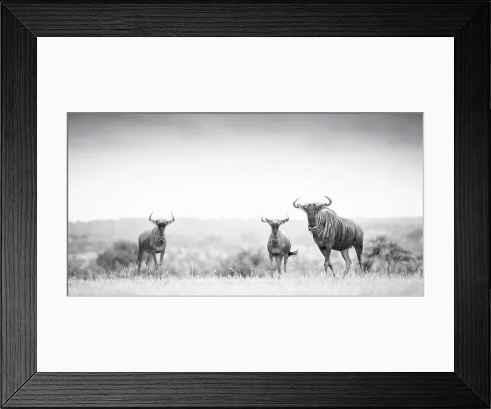 Framed Print : Three blue wildebeest, Connochaetes taurinus, stand in an open clearing, direct gaze, in black and white Framed Print : Three blue wildebeest, Connochaetes taurinus, stand in an open clearing, direct gaze, in black and white