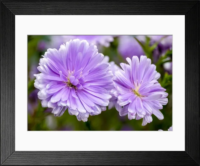 Framed Print : Close-up of a blooming Lavender Asters flowers on a green background Framed Print : Close-up of a blooming Lavender Asters flowers on a green background