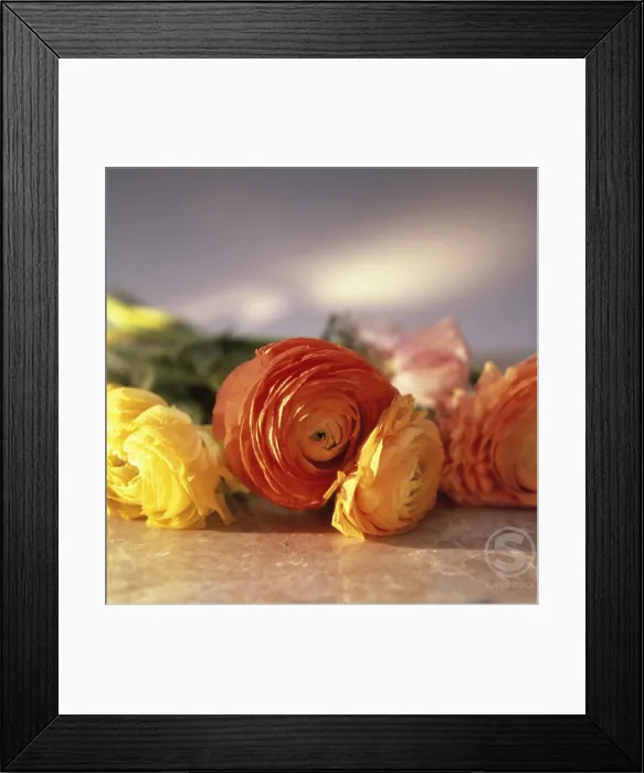 Framed Print : Close-up of Buttercup Flowers Framed Print : Close-up of Buttercup Flowers