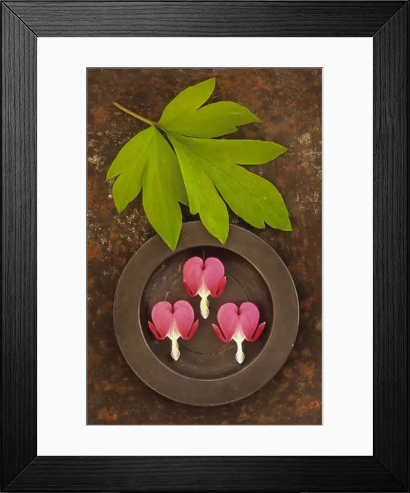 Framed Print : Close-up Bleeding heart flower Framed Print : Close-up Bleeding heart flower