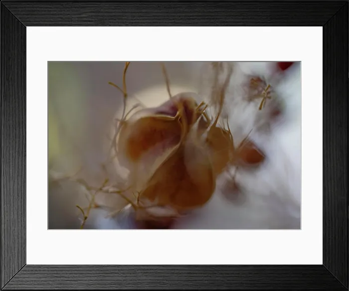 Framed Print : A close-up image of a delicate flower shrouded by soft Framed Print : A close-up image of a delicate flower shrouded by soft