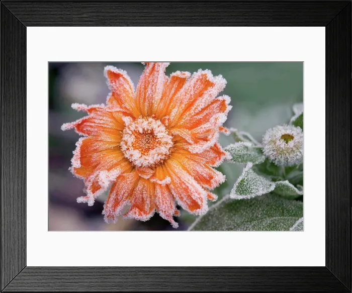 Framed Print : Close-up of a flower with ice on it Framed Print : Close-up of a flower with ice on it