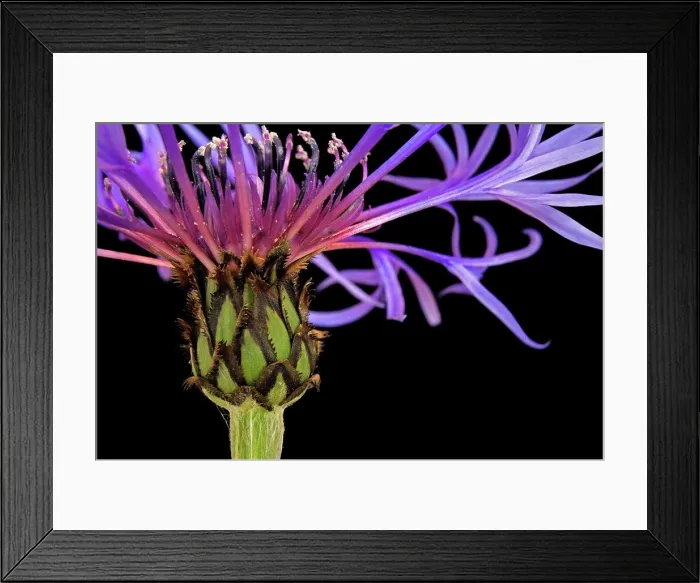 Framed Print : Close-up of a flower Framed Print : Close-up of a flower
