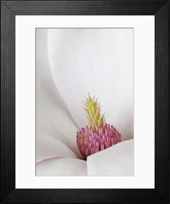 Framed Print : Close-up of a Magnolia flower Framed Print : Close-up of a Magnolia flower