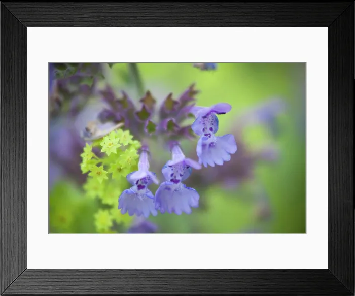 Framed Print : Close-up of Salvia flowers, USA Framed Print : Close-up of Salvia flowers, USA
