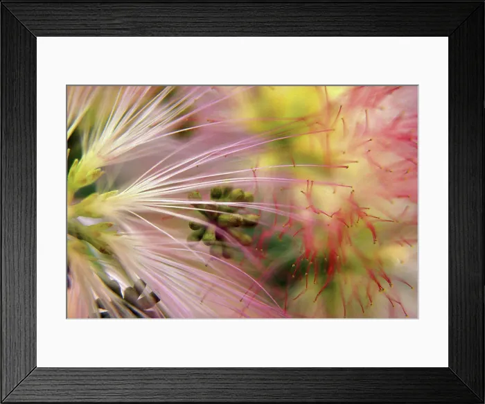 Framed Print : Close-up of a flower