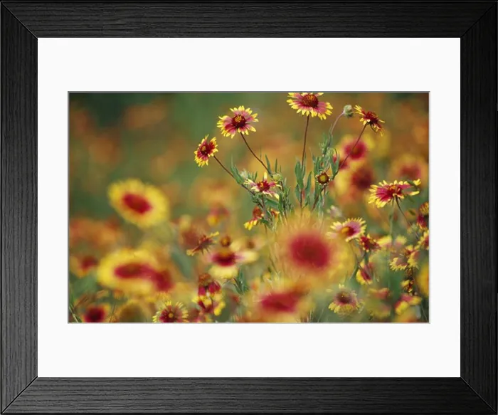 Framed Print : Indian Blanket Flowers, close-up Framed Print : Indian Blanket Flowers, close-up