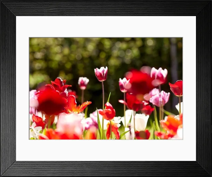 Framed Print : gardening, botany and nature concept - close up of beautiful tulip flowers at summer garden Framed Print : gardening, botany and nature concept - close up of beautiful tulip flowers at summer garden