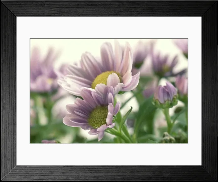 Framed Print : Close-up of flowers Framed Print : Close-up of flowers
