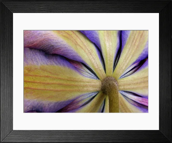 Framed Print : Close-up of a clematis Framed Print : Close-up of a clematis
