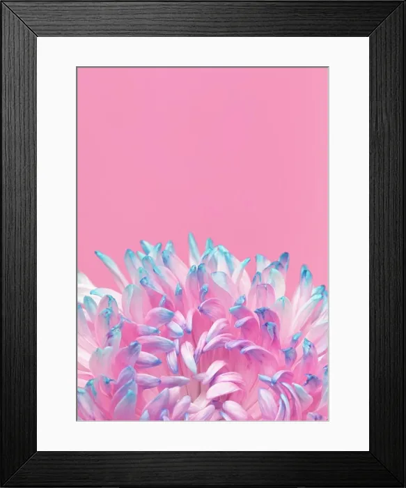Framed Print : close up pretty bloomed flower Framed Print : close up pretty bloomed flower