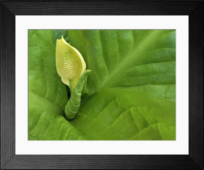 Framed Print : Close-up of a skunk cabbage flower (Lysichiton americanus) Framed Print : Close-up of a skunk cabbage flower (Lysichiton americanus)