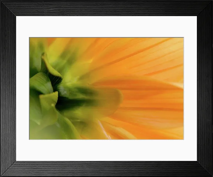 Framed Print : Close up of flower Framed Print : Close up of flower