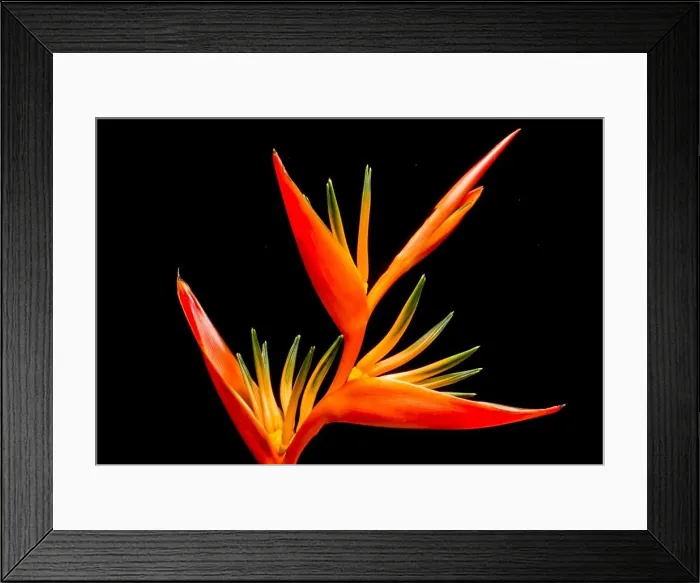 Framed Print : blossom bloom flower red close up Framed Print : blossom bloom flower red close up