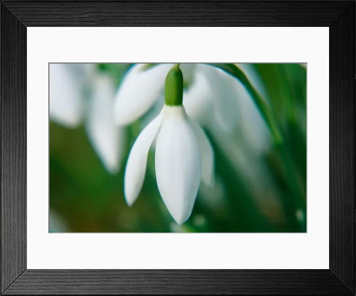 Framed Print : Close-up of a Snowdrop flower Framed Print : Close-up of a Snowdrop flower