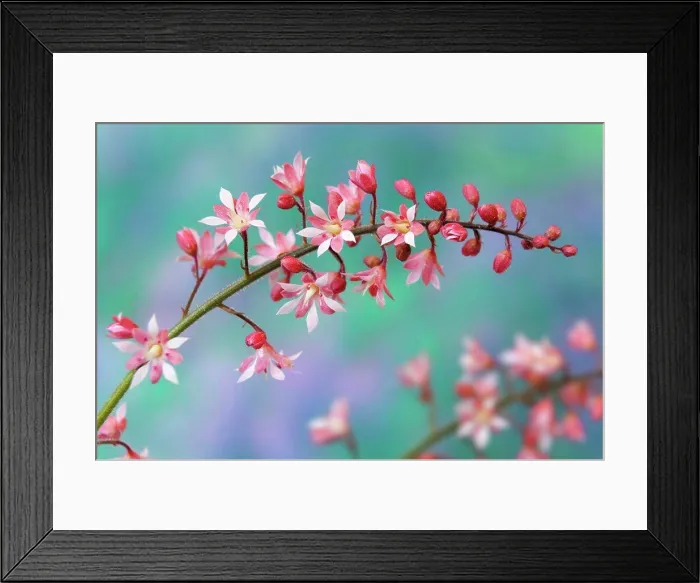 Framed Print : Close-up of heucherella flowers