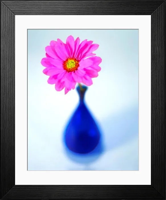 Framed Print : Close-up of a pink flower in a vase Framed Print : Close-up of a pink flower in a vase