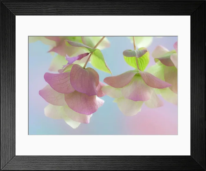 Framed Print : Ornamental Oregano (Kent Beauty), close-up