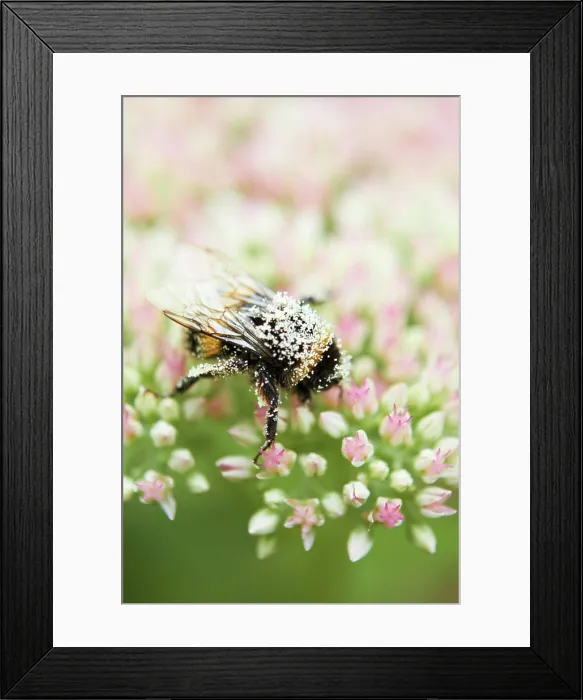Framed Print : Close Up Of Bumble Bee On Flower Covered In Pollen Framed Print : Close Up Of Bumble Bee On Flower Covered In Pollen