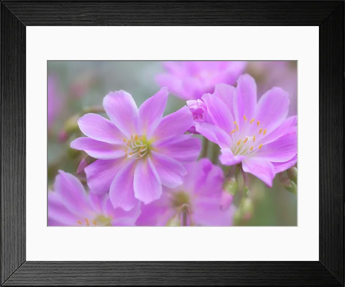 Framed Print : Close-up of Lewisia flowers, Washington State, USA