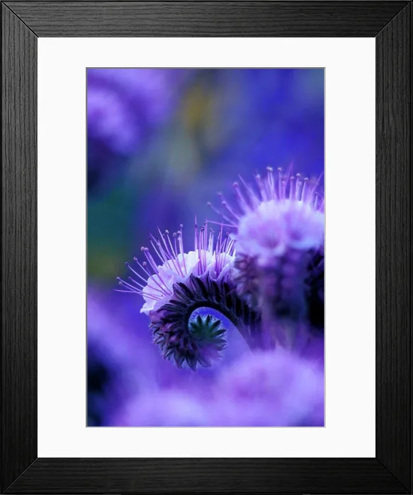 Framed Print : Close-up of Blue Curl flowers Framed Print : Close-up of Blue Curl flowers