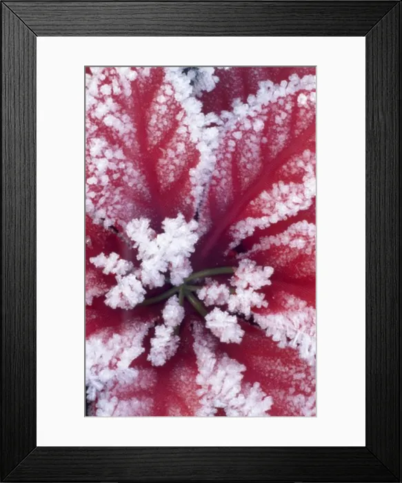 Framed Print : Close-up of a flower covered with ice Framed Print : Close-up of a flower covered with ice