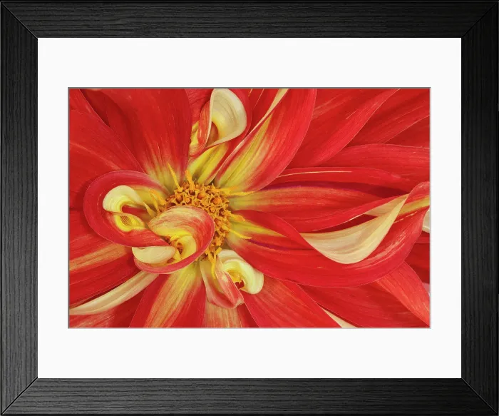 Framed Print : Dalhia flower, Close-up Framed Print : Dalhia flower, Close-up