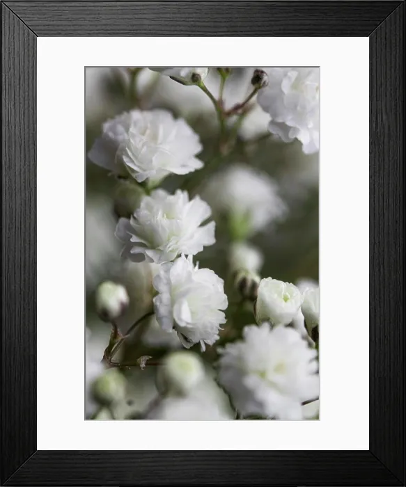 Framed Print : close up white soft flowers Framed Print : close up white soft flowers
