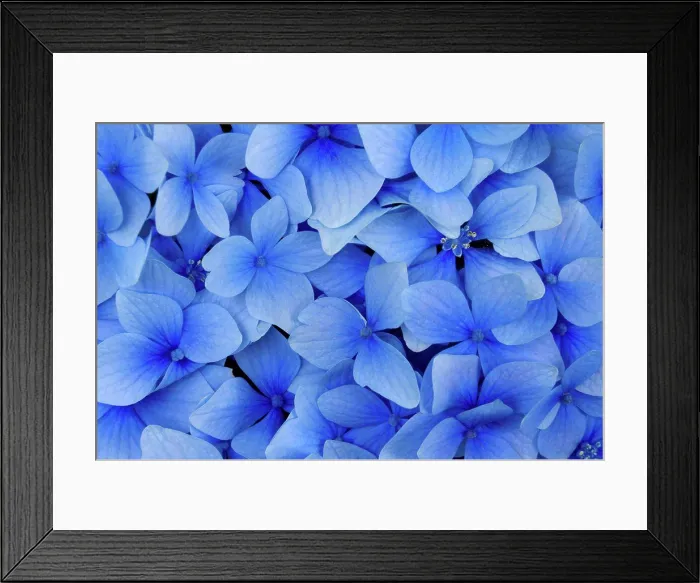 Framed Print : Close-up of hydrangeas Framed Print : Close-up of hydrangeas