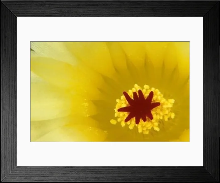 Framed Print : Close Up of Flower Stamin