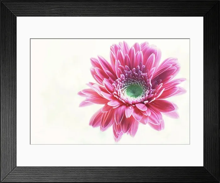 Framed Print : Close-up of a flower Framed Print : Close-up of a flower