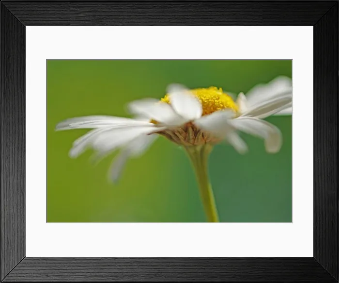 Framed Print : A camomile flower (close-up) Framed Print : A camomile flower (close-up)