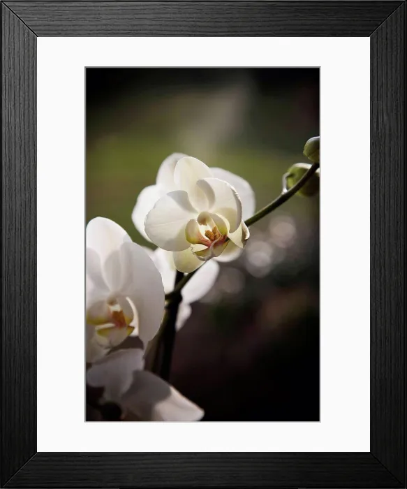 Framed Print : White orchid