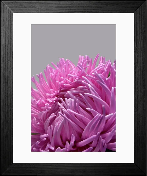Framed Print : Natural Science, Pink asters flower, close-up